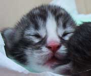 �p�p�̂�т񂻂�N�A����U���ڂ̍�