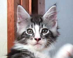 �p�p�̂�т񂻂�N�A����U�Q���ڂ̍�