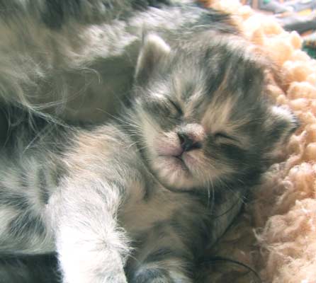 壂����A�ǂ�Ȗ����Ă�̂��ȁH