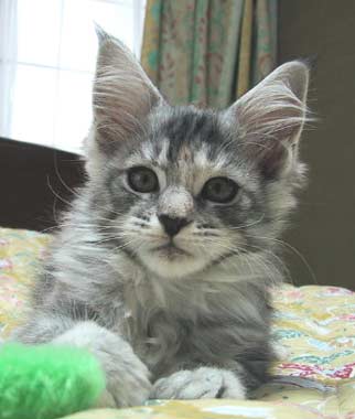 �������肵�����l��H