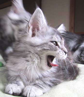 �ӂ����E�E�E���˂ނɂȂ�����������B�B