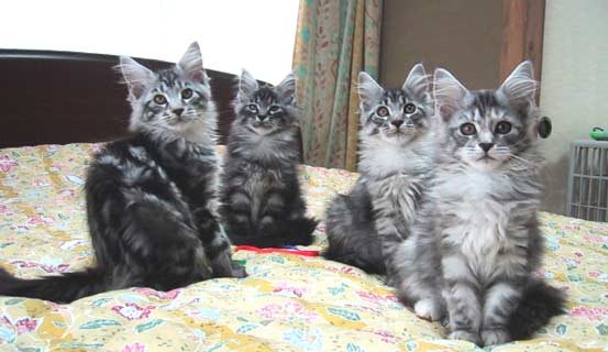 �Z�퐨�����I