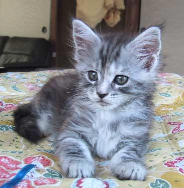 ���낻��A���C���N�[���Ɍ����܂��H