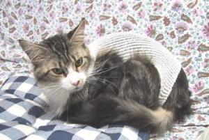 �������́B�B���܂�D������Ȃ��B�݂����B