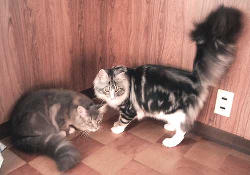 �}�T���l�Ƃ�т�