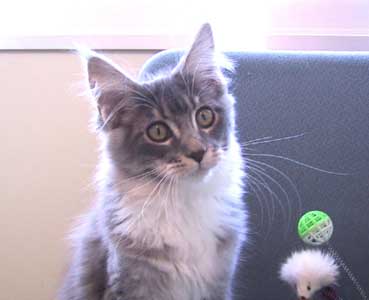 �X�e�������