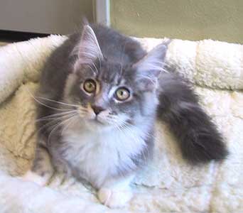 �X�e�������