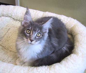 �X�e�������