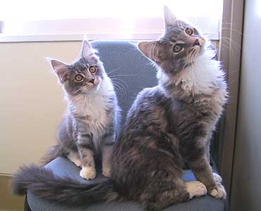 �}�T���l�ƃX�e�������