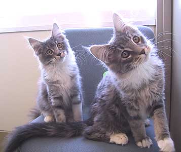 �}�T���l�ƃX�e�������