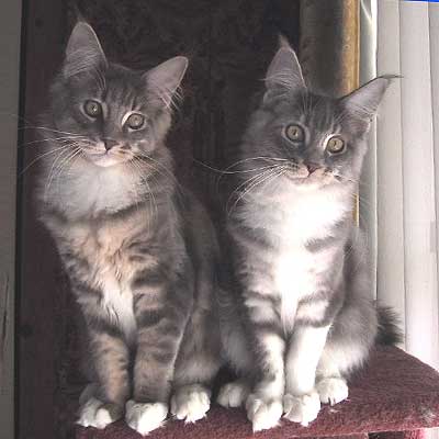 �}�T���l���X�e�������