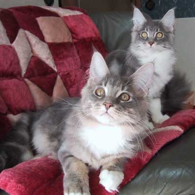 �}�T���l���X�e�������