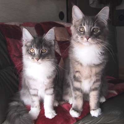 �}�T���l���X�e�������