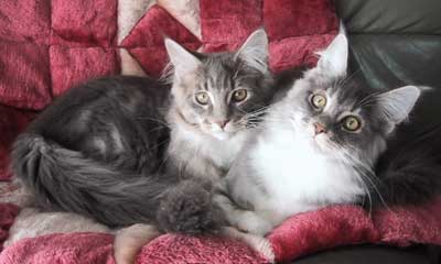 �}�T���l���X�e�������