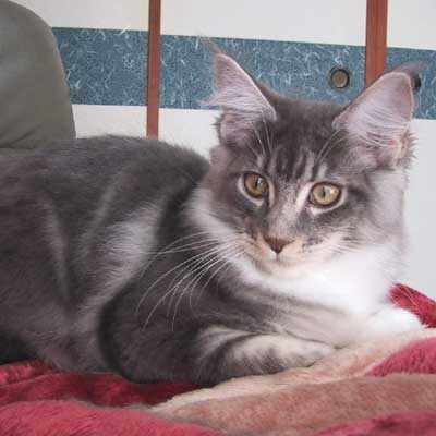 �X�e�������