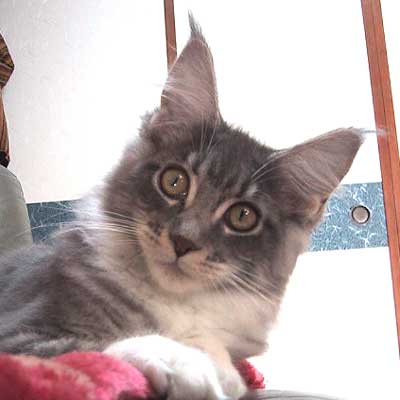 �X�e�������