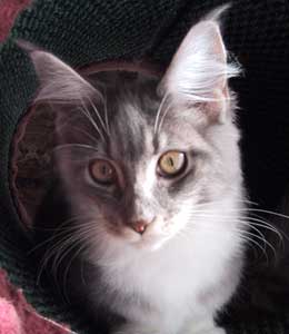 �X�e�������