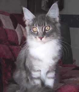 �X�e�������