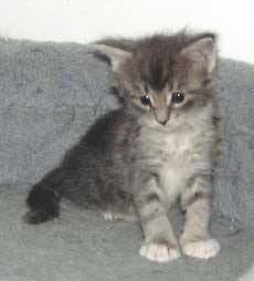 ����S�T�ڂ̃}�T���l