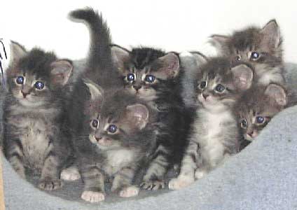 �}�T���l�N�͂U�C�Z��ł����B