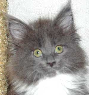 ����P�O�T����miffy�����