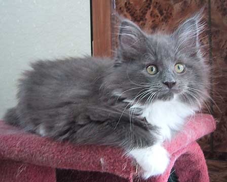 miffy�T���R�P��