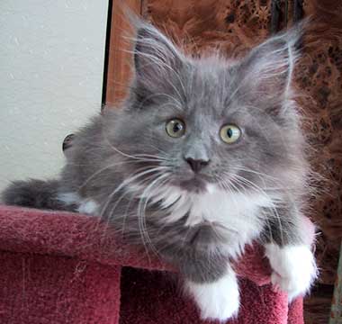 miffy�T���R�P��