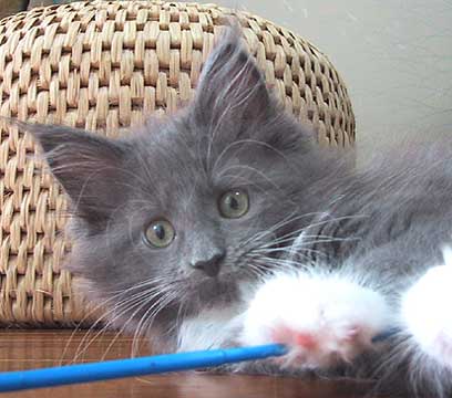 miffy�T���R�P��