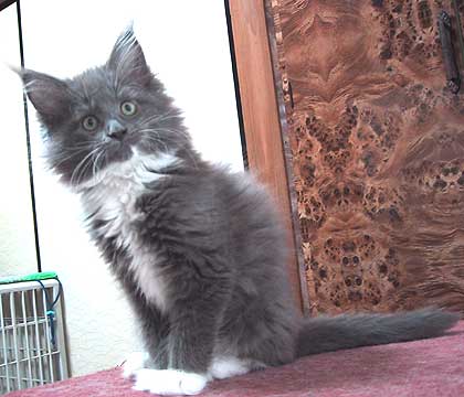 miffy�T���R�P��