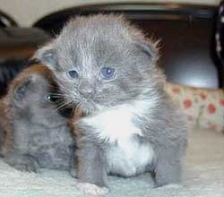 ����Q�T����miffy�����