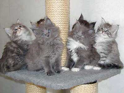 ����U�T������miffy�����ƌZ�킽��