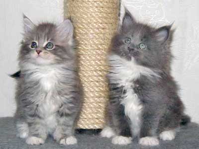 ����U�T������miffy�����ƌZ�킽��