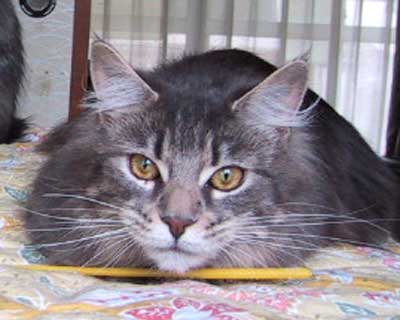 ���R�����