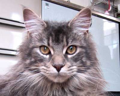 ���R�����