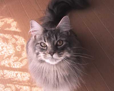 ���R�����