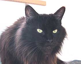 ���R�����̃}�}