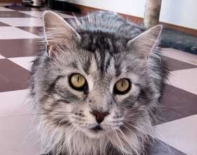 ���R�����̃p�p