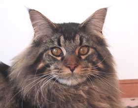 ���R�����̌Z��u�V���E�N�v