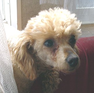 �ނ������́A�Ȃ��Ȃ����l�ł���