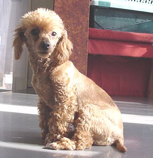 �䂪�Ƃ̒��ň�Ԃ̃I�`�r�ł��B