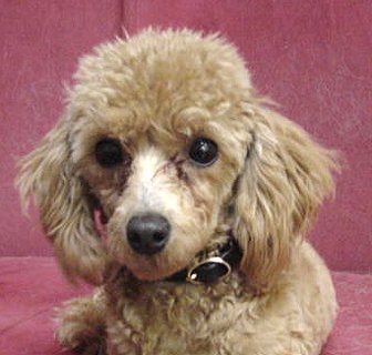 ���������݂Ƀ��e�����Y����