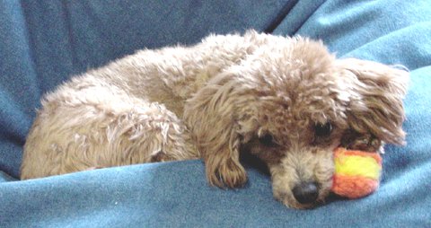 �ł��l�Y�~�̂�������͑ʖځA�����Ă������������Ⴄ���́i��΁j