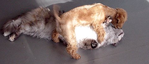 �r�r�A���Ƃ���ׂ�Ƃނ������̑傫�����킩��I