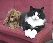 �g�g�����ׂ̗͎w���