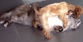 �r�r���΂��႟��A�����ڂ��I