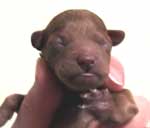 �����R���P�P��