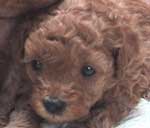 �����S���U��