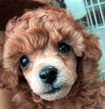 �����E�S���Q�W��