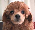 �����E�T���U��