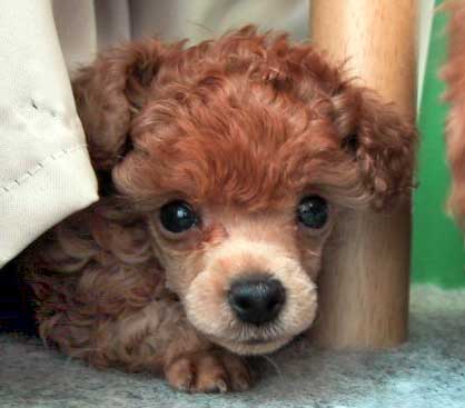 ���j�E�S���Q�W��